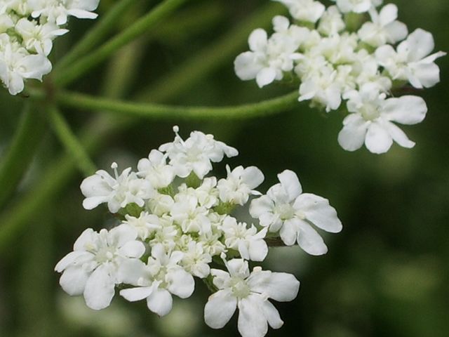 Fiorellini bianchi da identificare