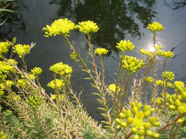 Fiori gialli da identificare - Sedum cfr. rupestre