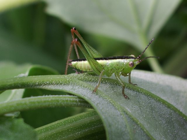 Neanide di Conocephalus sp. (Orthoptera, Conocephalidae)