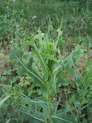 Lactuca sativa subsp. serriola