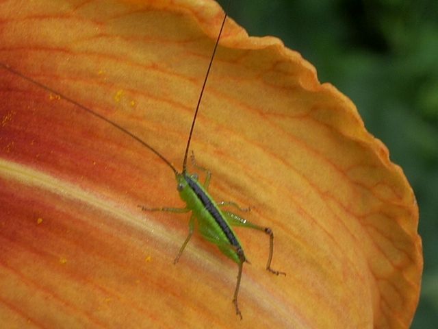 Neanide di Conocephalus sp.