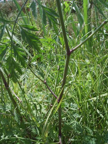 Fiorellini bianchi da identificare