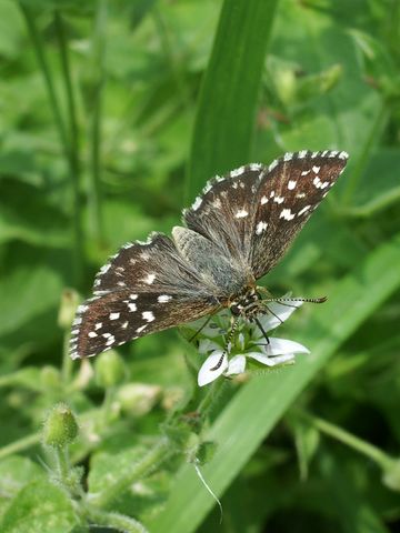 Pyrgus malvoides