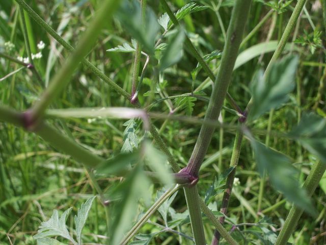 Fiorellini bianchi da identificare