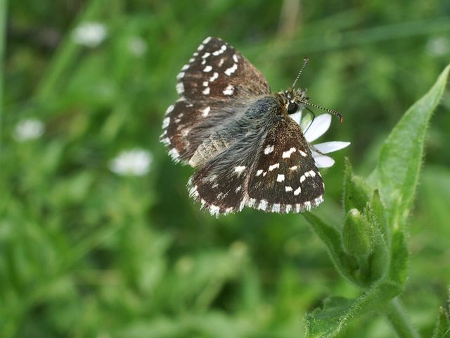 Pyrgus malvoides