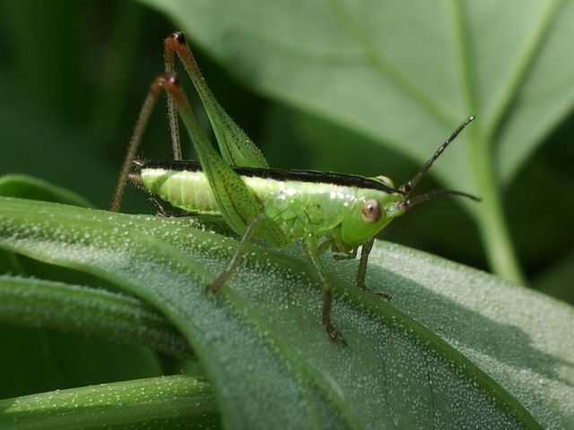 Neanide di Conocephalus sp. (Orthoptera, Conocephalidae)