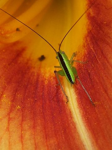 Neanide di Conocephalus sp.