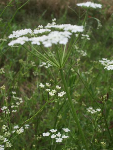 Fiorellini bianchi da identificare