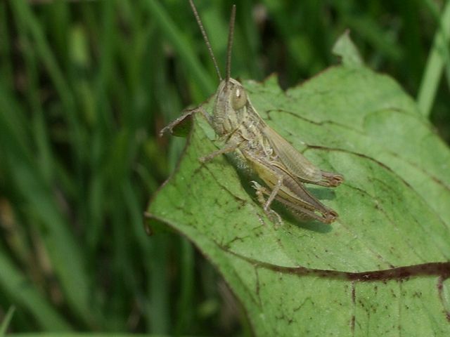 Euchorthippus declivus