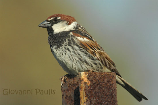 Passera mattugia Passer montanus -  Si discute di Ploceidae.