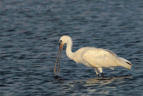Ieri nella laguna di  Santa Gilla