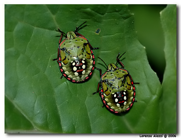 Nezara viridula