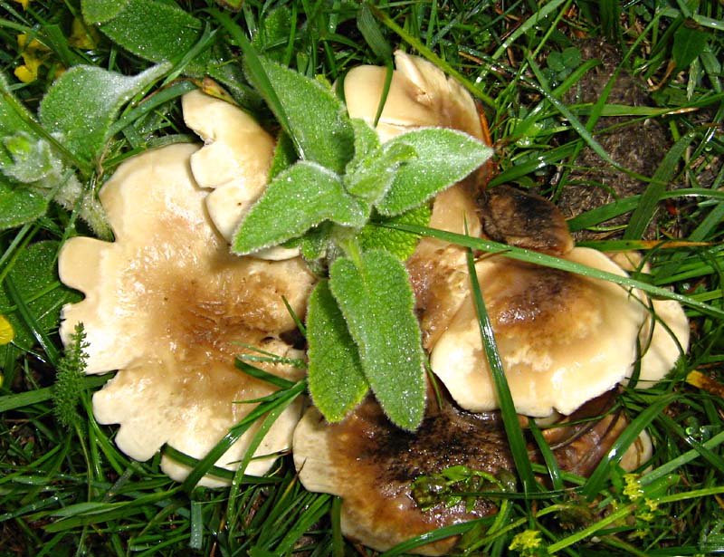 Primi due funghi Abruzzo quota  1400 circa m slm