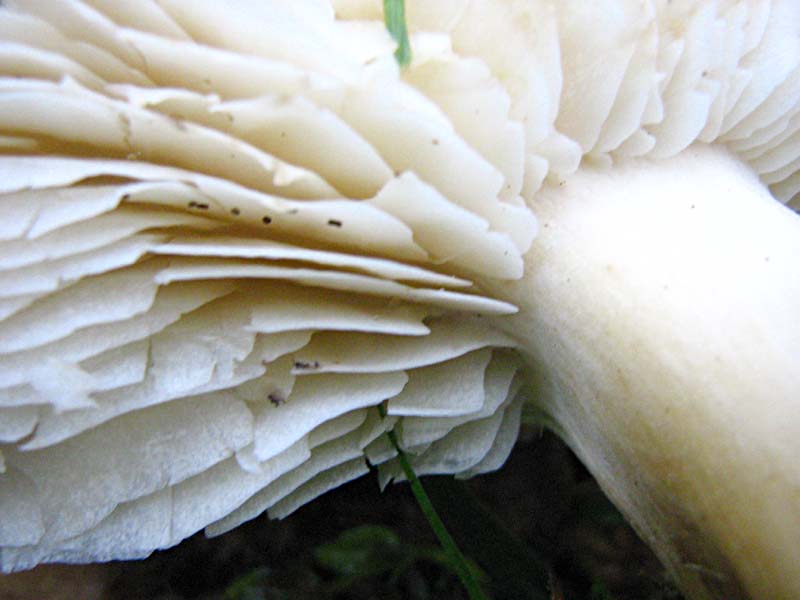 Primi due funghi Abruzzo quota  1400 circa m slm