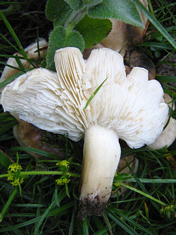 Primi due funghi Abruzzo quota  1400 circa m slm