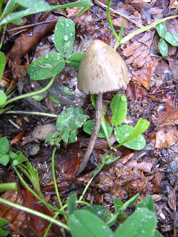 Primi due funghi Abruzzo quota  1400 circa m slm