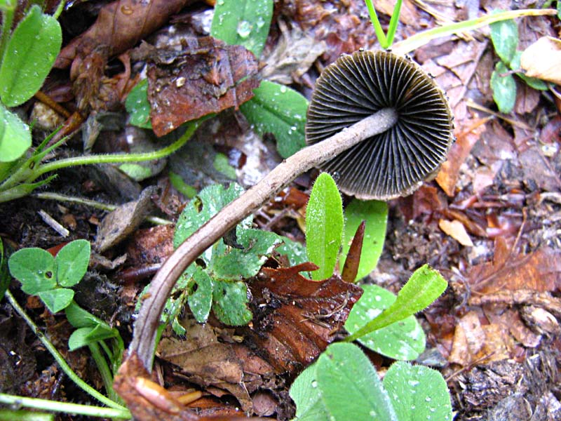 Primi due funghi Abruzzo quota  1400 circa m slm