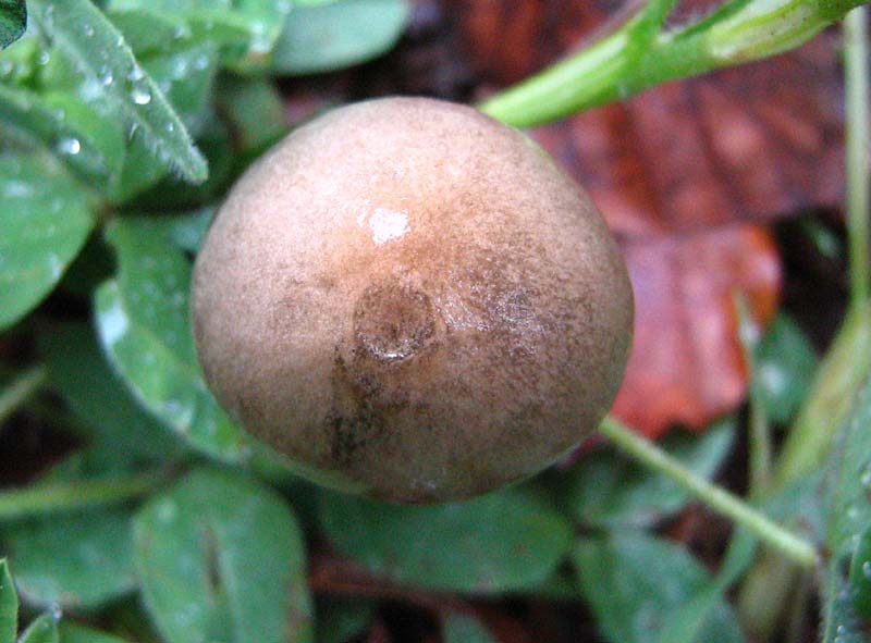Primi due funghi Abruzzo quota  1400 circa m slm