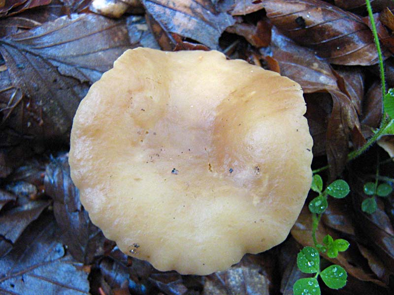 Primi due funghi Abruzzo quota  1400 circa m slm