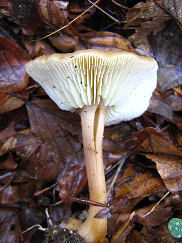 Primi due funghi Abruzzo quota  1400 circa m slm