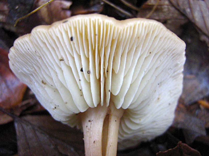 Primi due funghi Abruzzo quota  1400 circa m slm