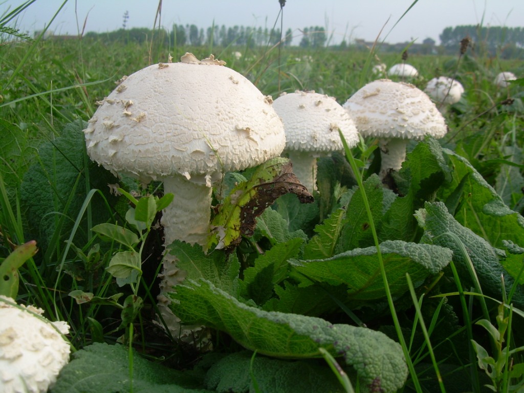un cerchio davvero magico...(A. vittadinii)