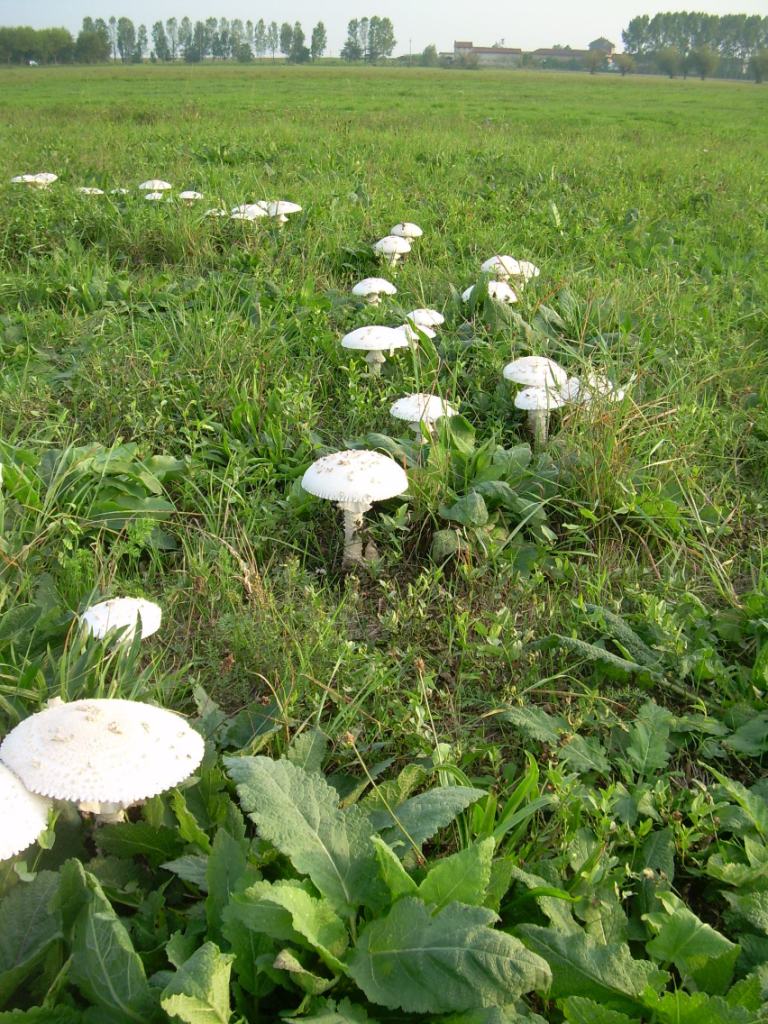 un cerchio davvero magico...(A. vittadinii)