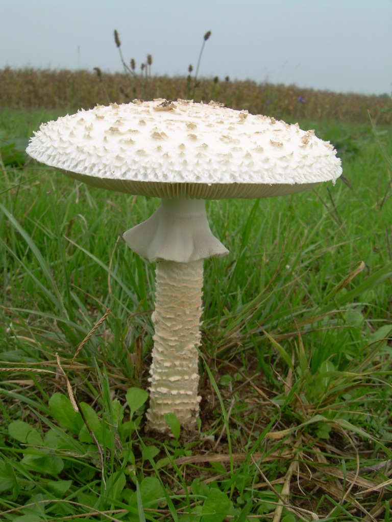 Funghi in pianura