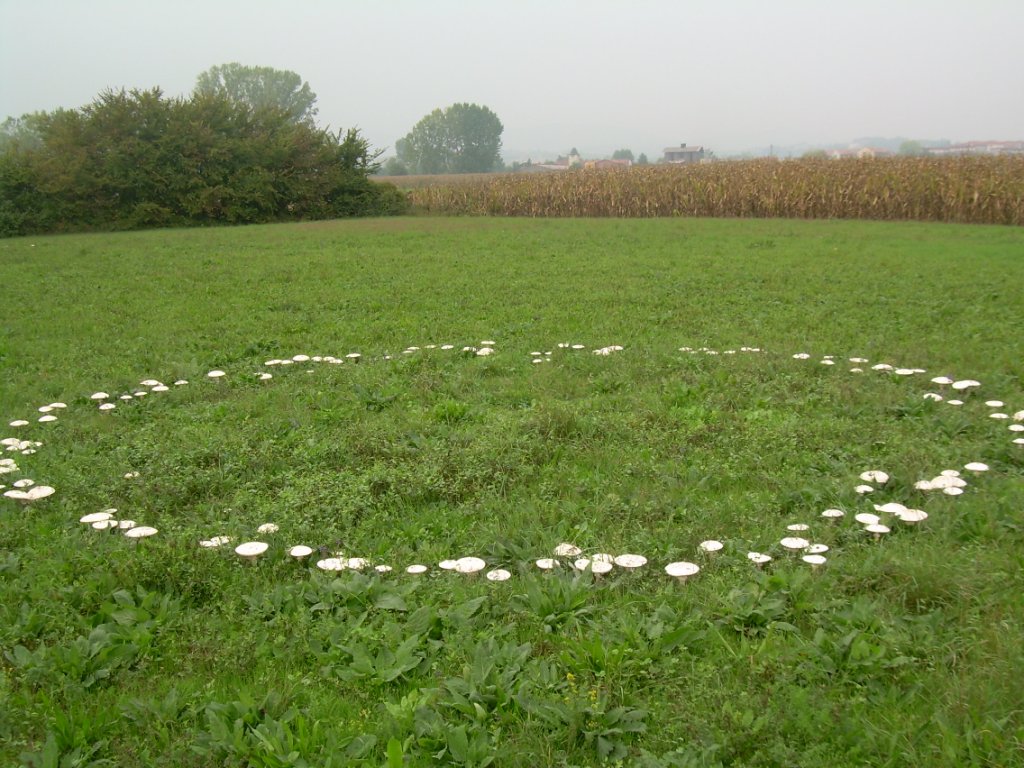 un cerchio davvero magico...(A. vittadinii)