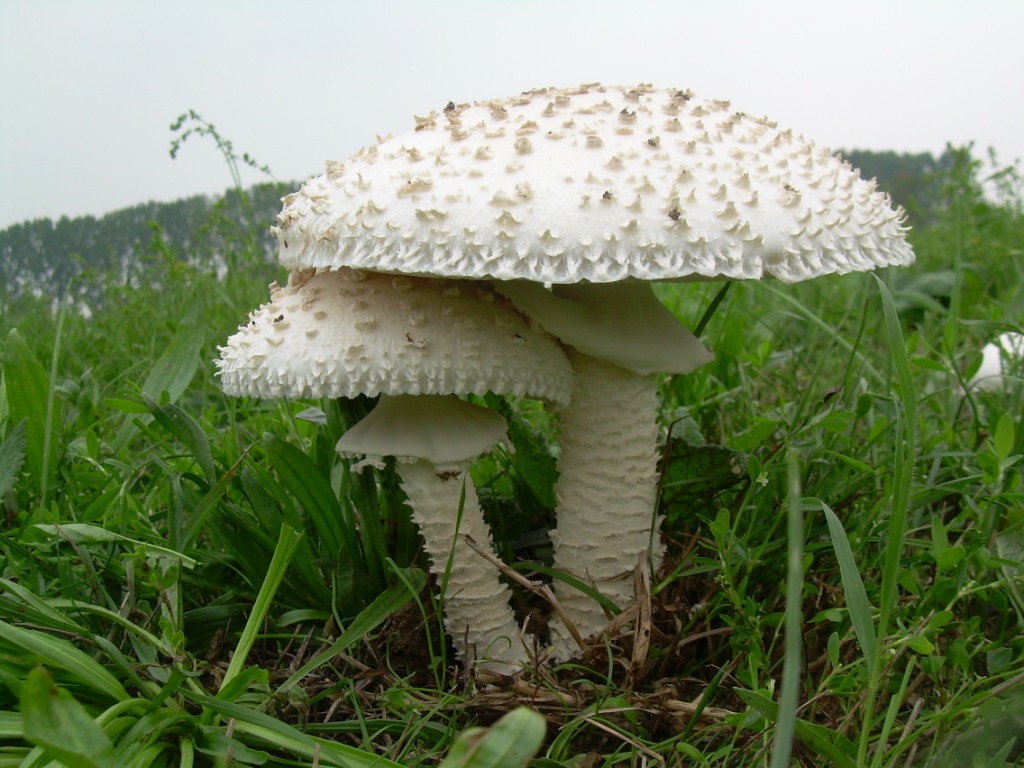 Funghi in pianura