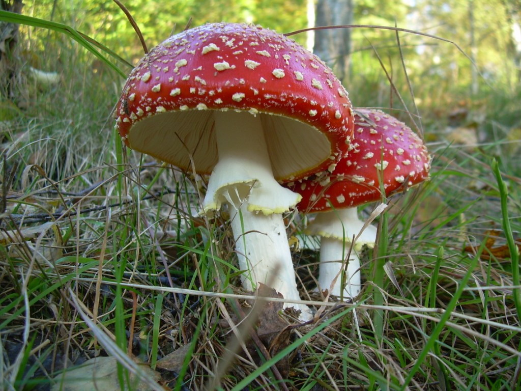 un cerchio davvero magico...(A. vittadinii)