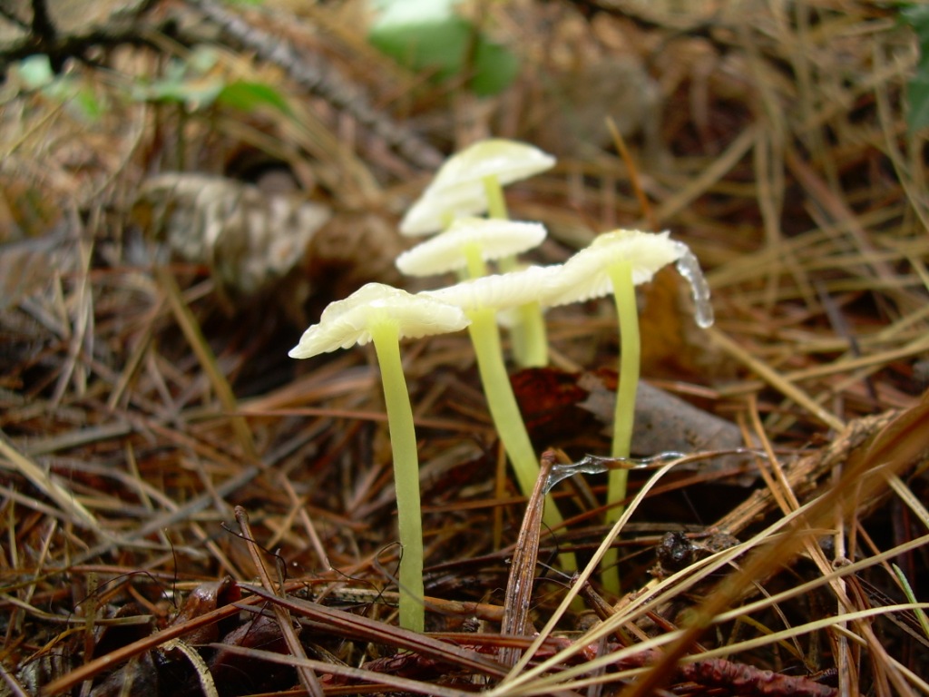 funghi piccoli da determinare