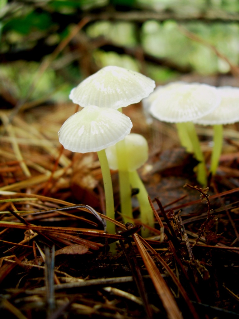 funghi piccoli da determinare