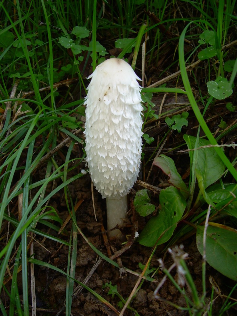 Funghi in pianura