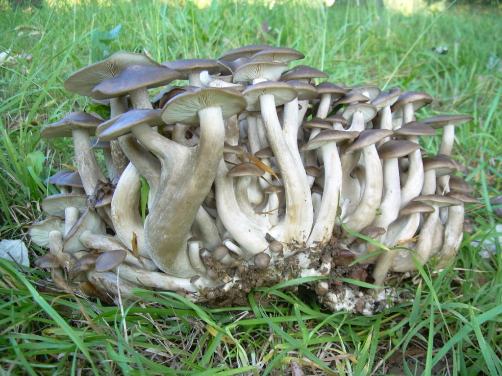 Funghi in pianura