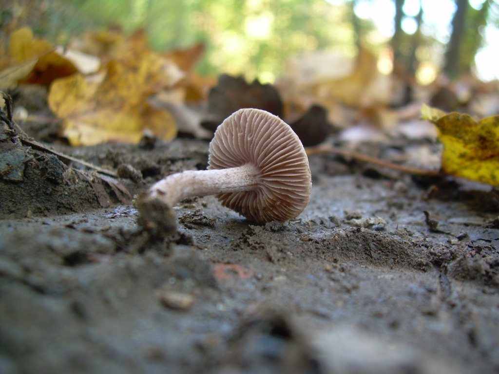 funghi piccoli da determinare