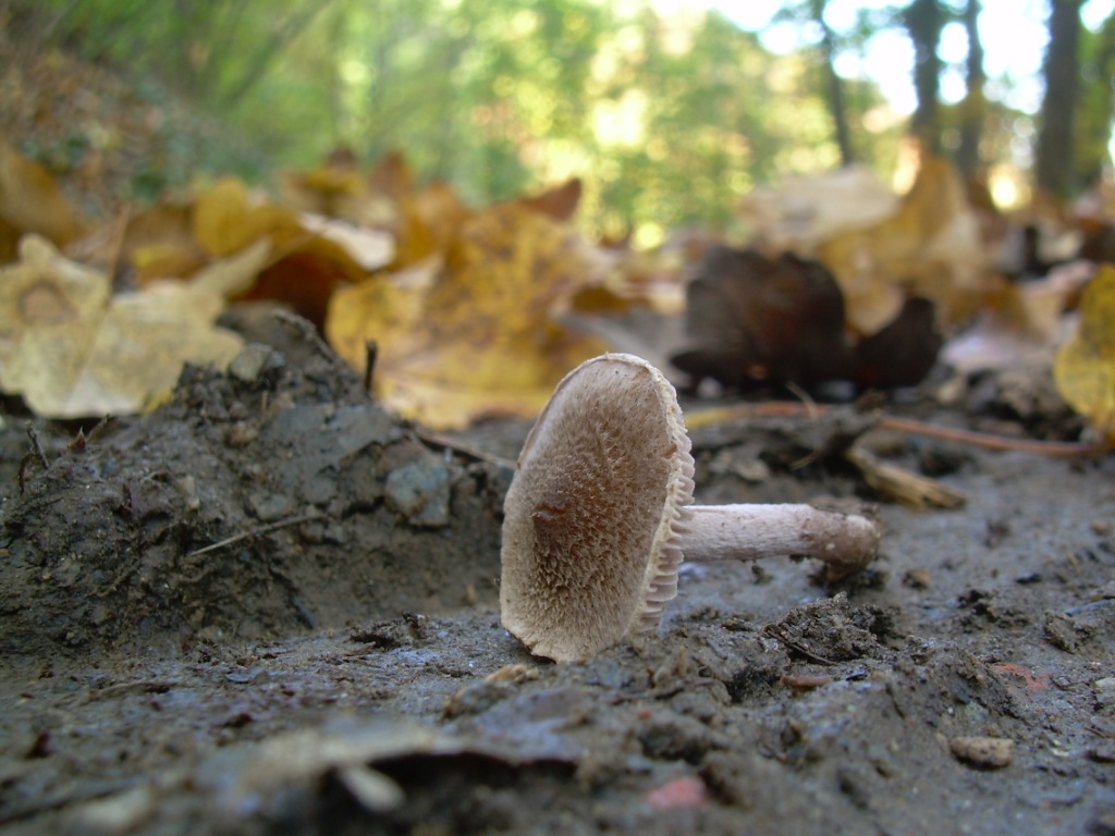 funghi piccoli da determinare