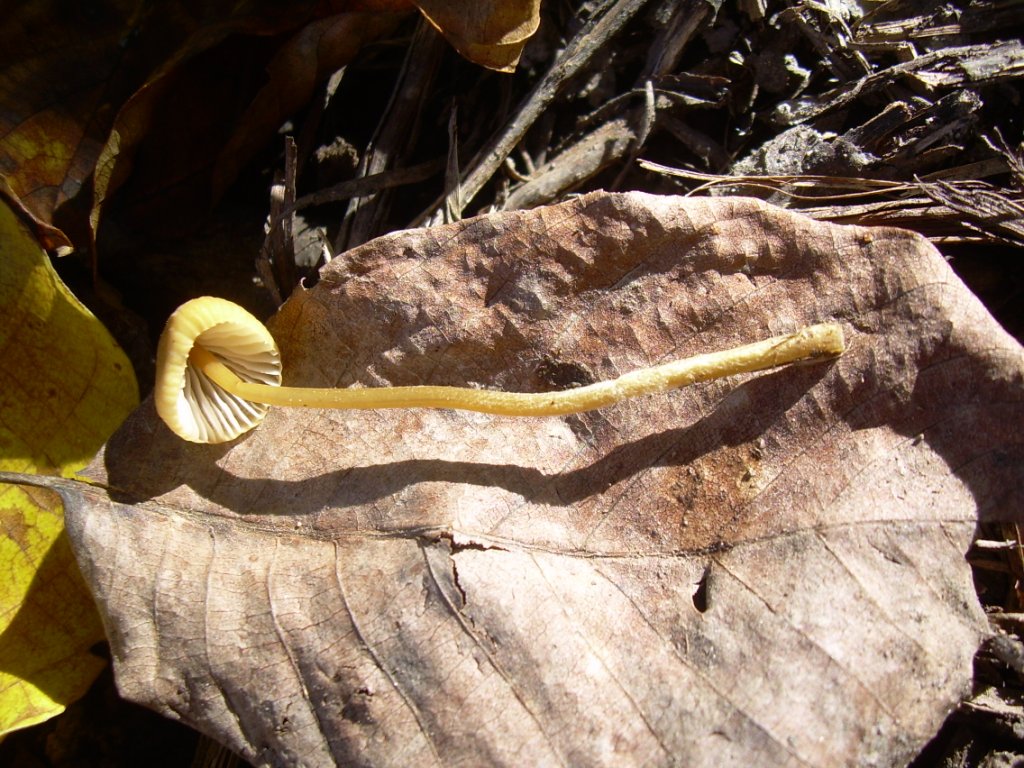 funghi piccoli da determinare