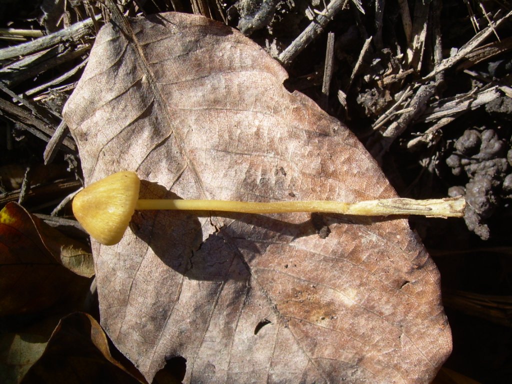 funghi piccoli da determinare