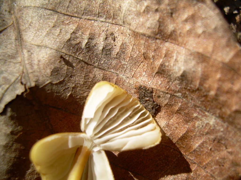 funghi piccoli da determinare