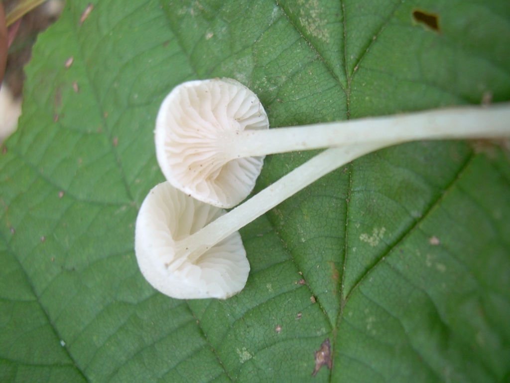 funghi piccoli da determinare