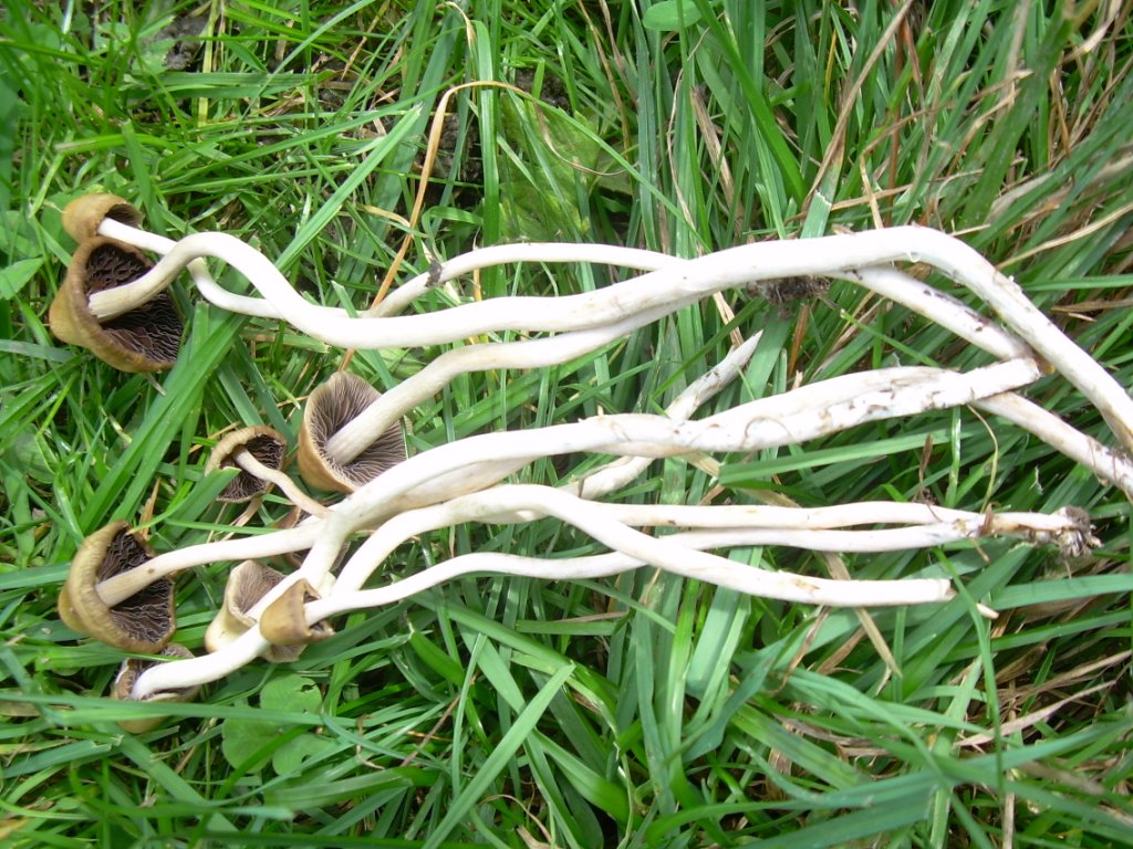 funghi piccoli da determinare