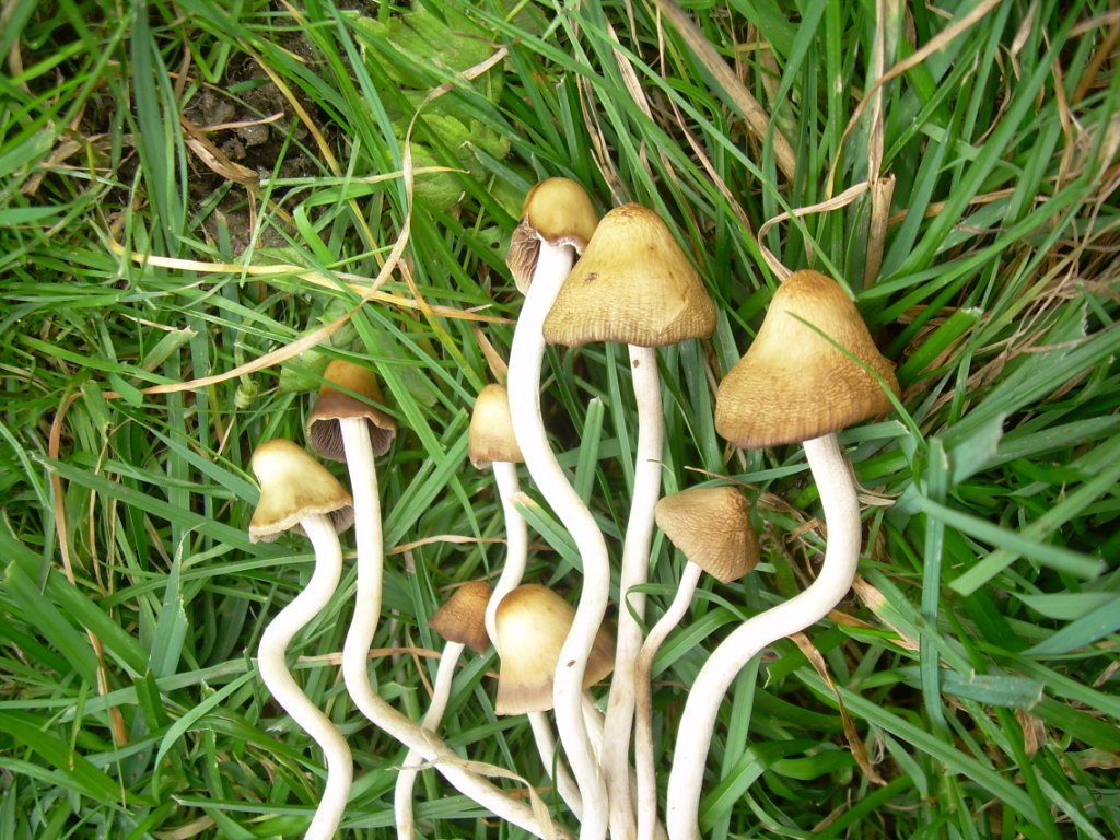 funghi piccoli da determinare