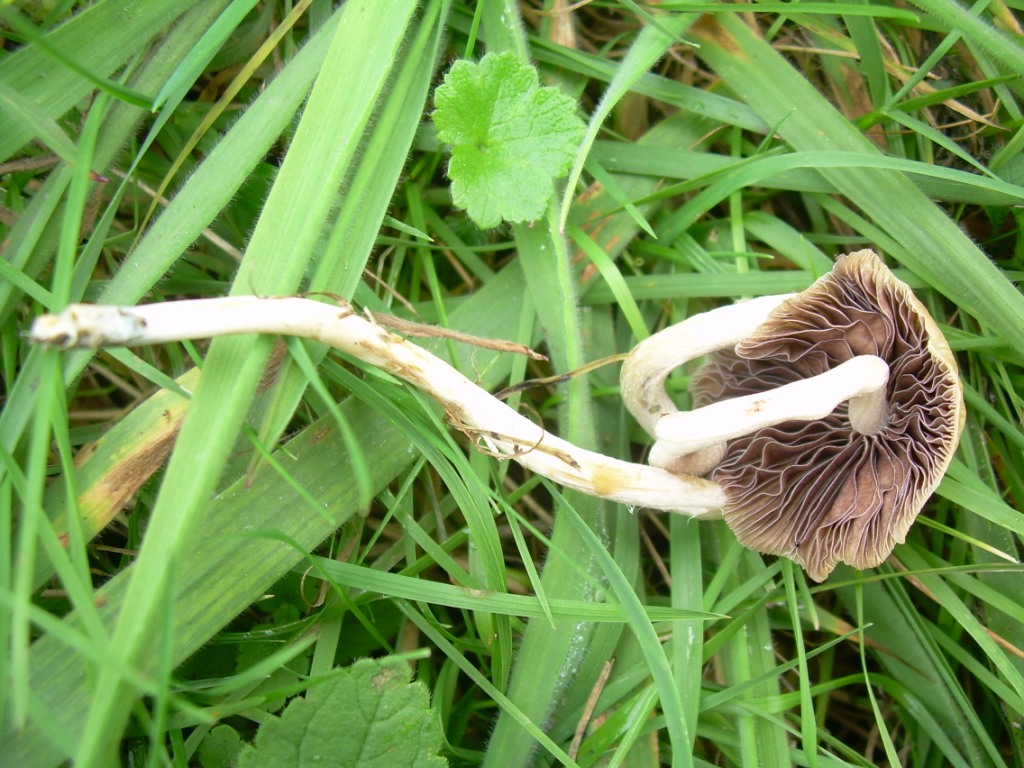 funghi piccoli da determinare