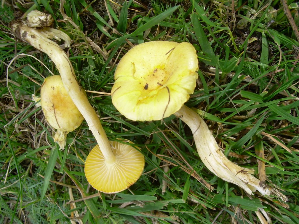 funghi piccoli da determinare