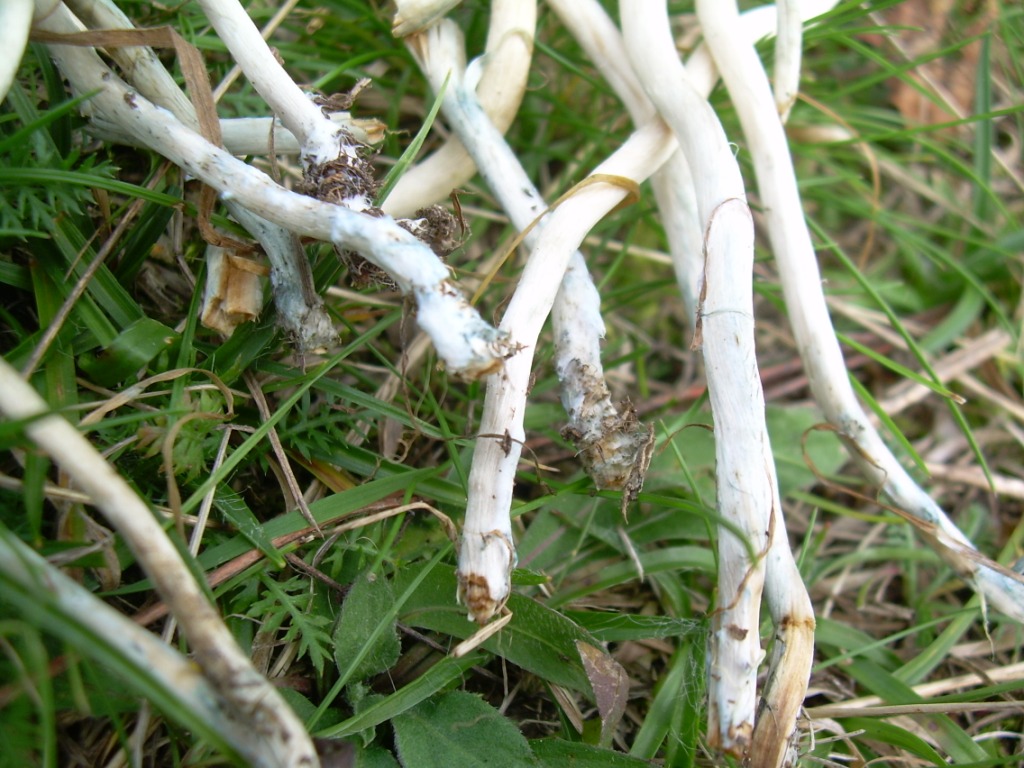 funghi piccoli da determinare