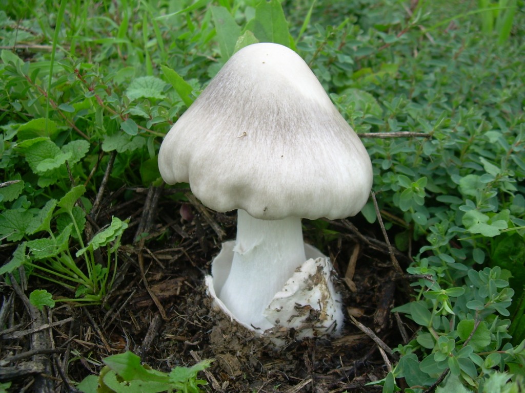 Fungo al parco
