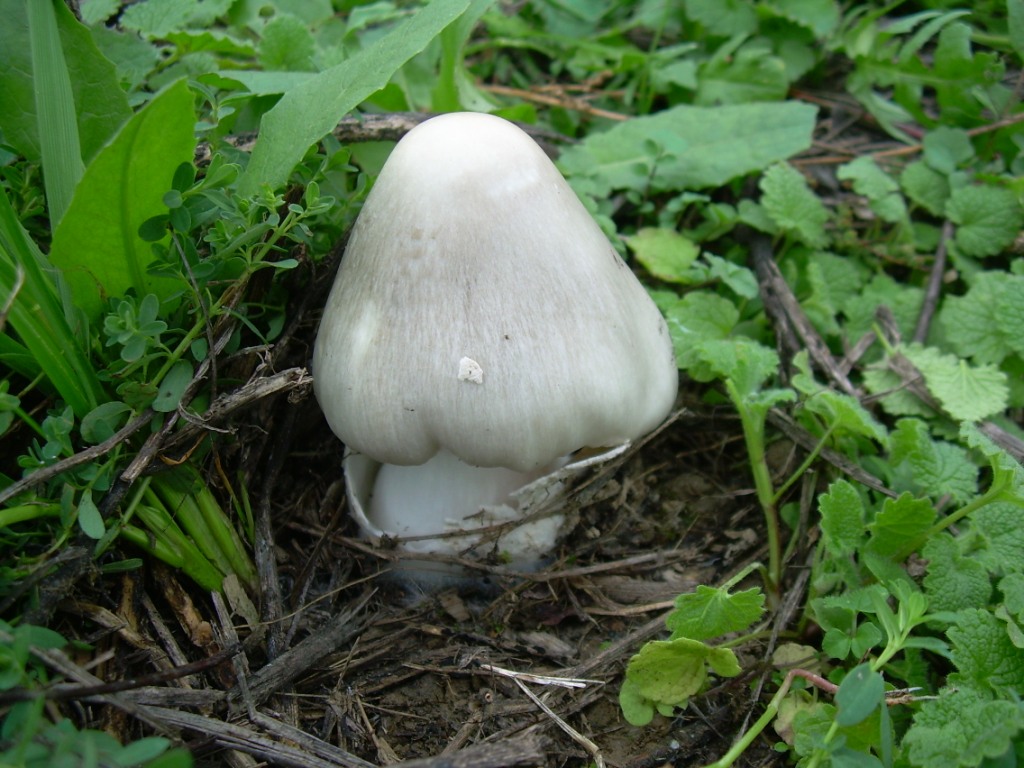 Fungo al parco