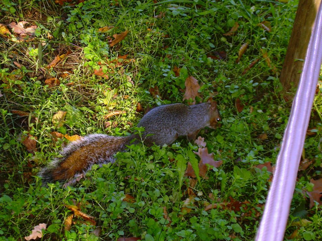 Scoiattolo grigio americano Sciurus carolinensis (Torino)