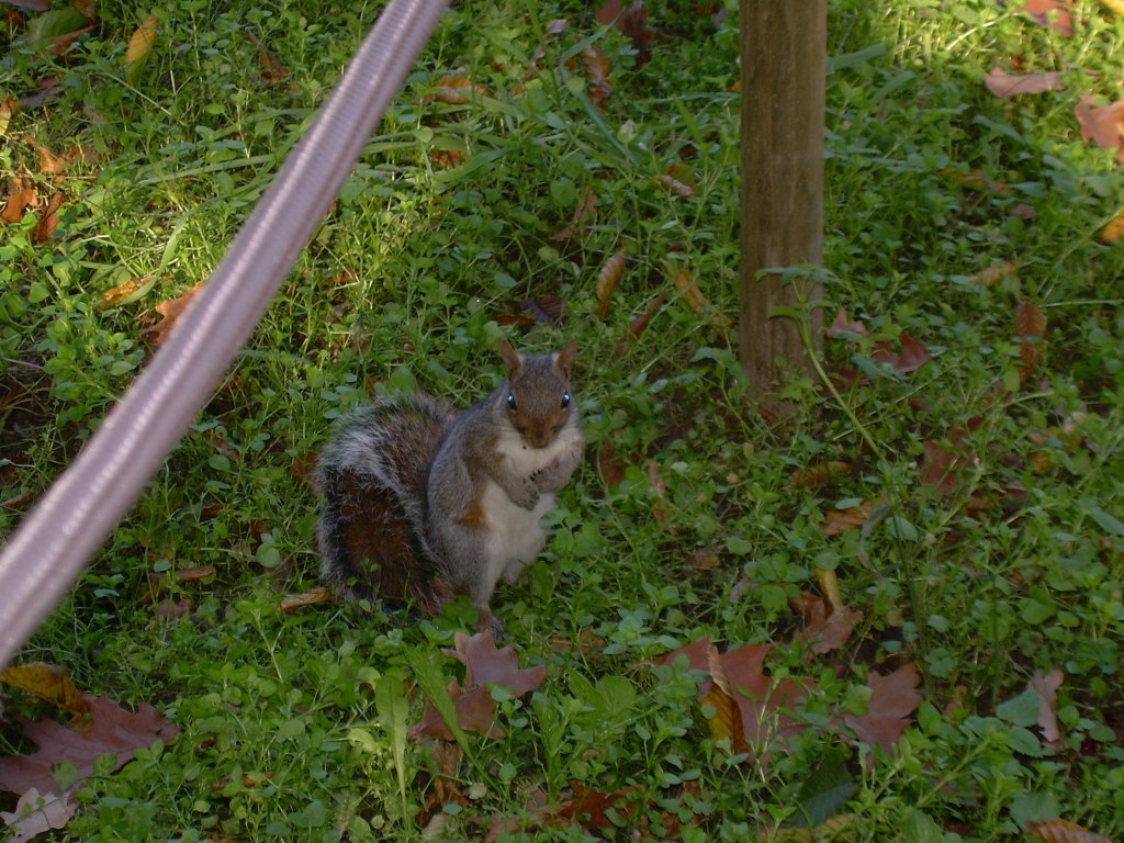 Scoiattolo grigio americano Sciurus carolinensis (Torino)